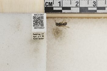 Media type: image;   Entomology 772917 Aspect: Labels